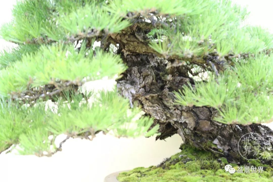 黑松盆景精品图片,黑松盆景精品欣赏