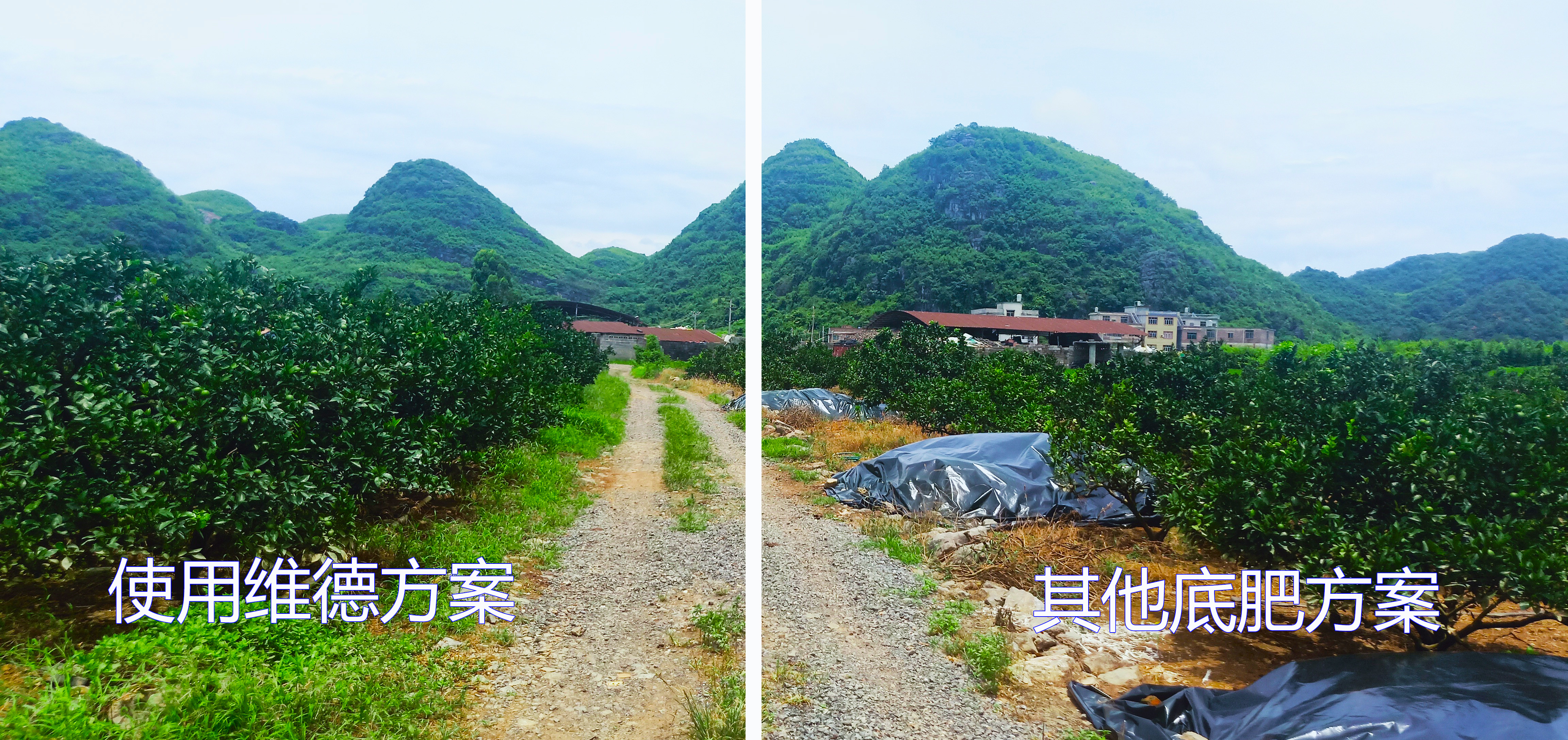 缁村痉缂旈┈鑲ユ枡閰嶆瘮,缁村痉鑲ユ枡鑲ユ晥