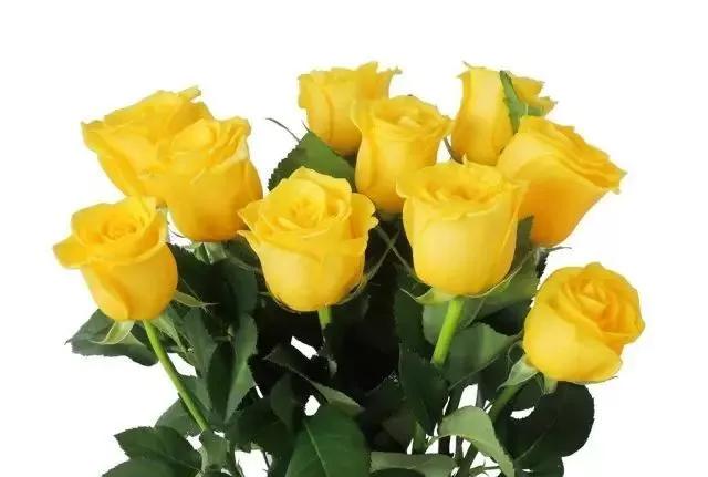 每天学习一点点花卉,100种常见玫瑰品种