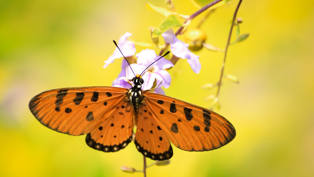 关于蝴蝶三首古诗,三首描写蝴蝶的古诗