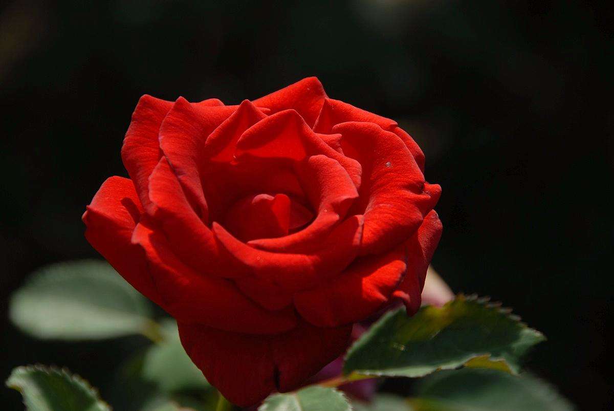 520即将到来你想好怎样告白了吗,520怎么套路男朋友要位置给他惊喜