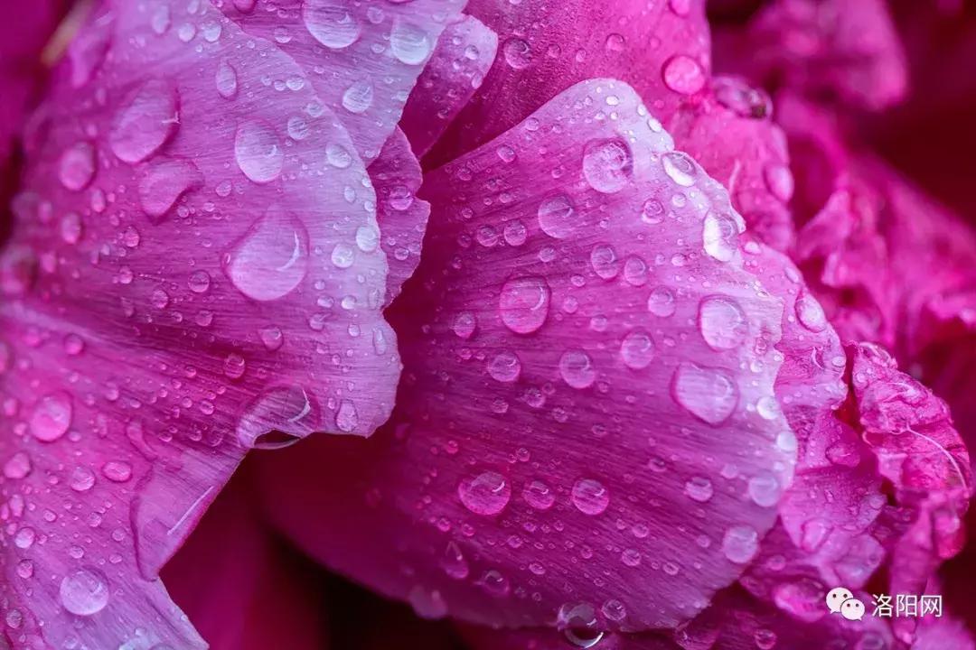 洛阳向全球推介,洛阳向世界发出邀请