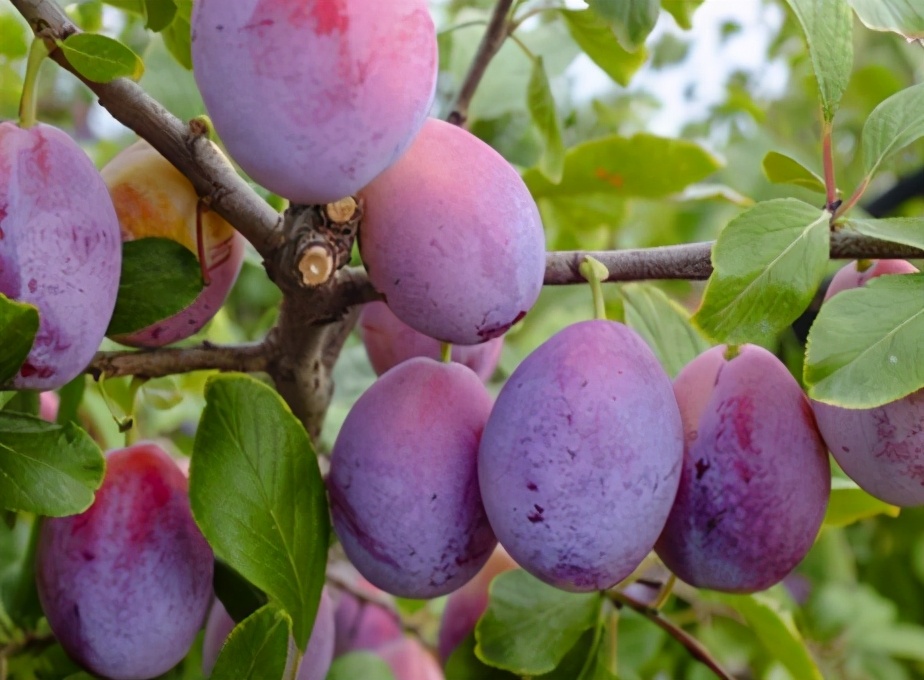 它和黑布林是*亲近**，进口的卖高价，国内种植的却常制成干果
