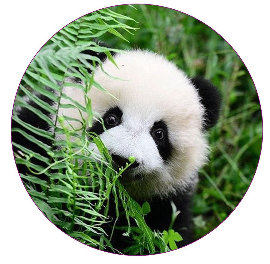 儿童创意美术快乐的大熊猫儿童画,儿童画大熊猫的画图片