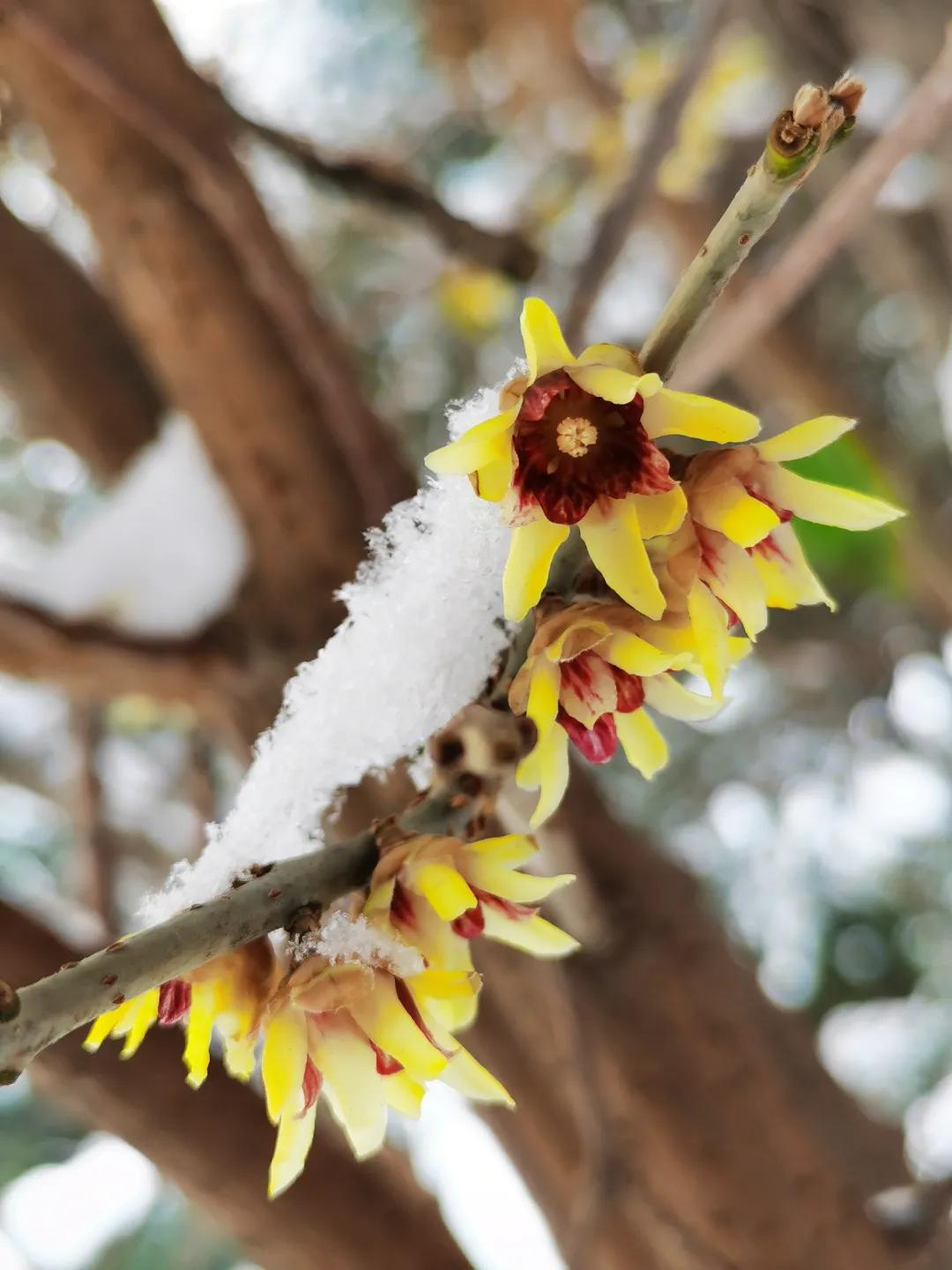 蜡梅的独特之处,腊梅之美