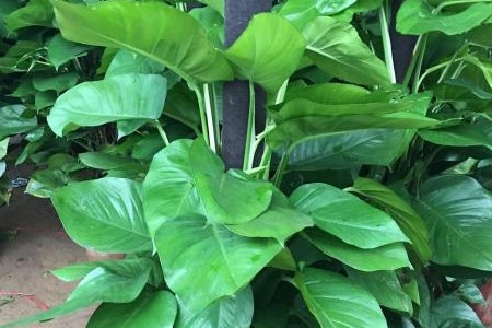 大叶绿萝养殖方法和技巧,大叶绿萝怎么养才能更旺盛小妙招