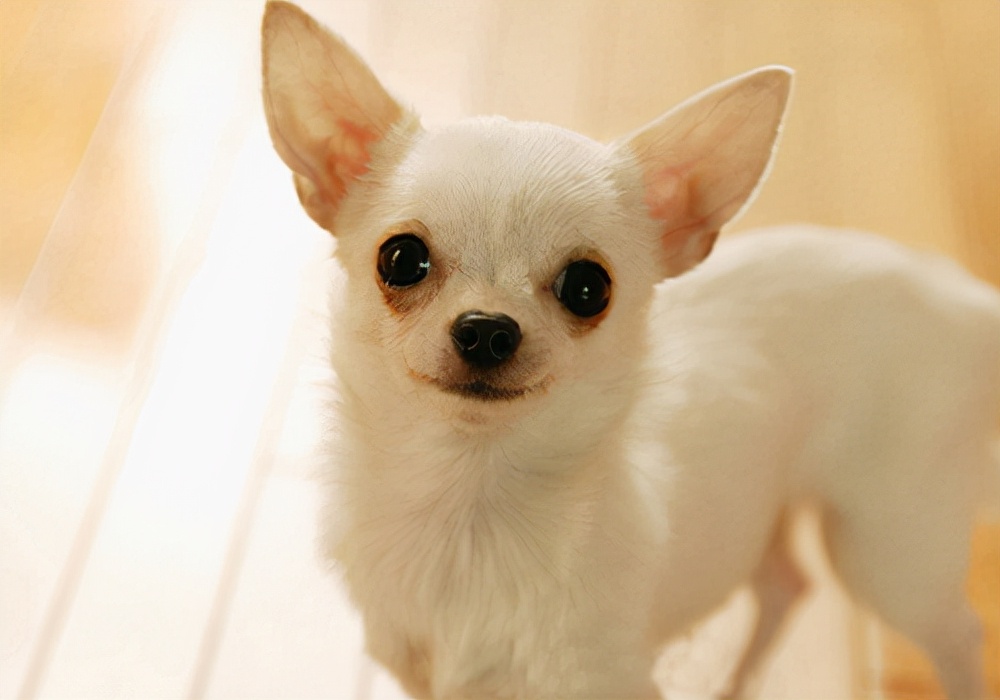 狗狗体内有虫会有什么症状,狗狗吃什么药驱除体内的虫