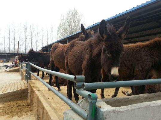 驴子怎么饲养,驴子的养殖技巧
