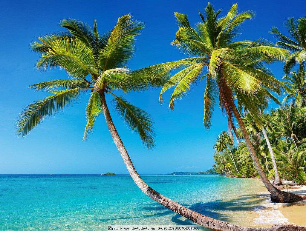 椰根,中药材甘蔗根