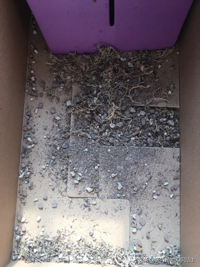 仙人掌什么情况下修根,怎么给仙人掌修形