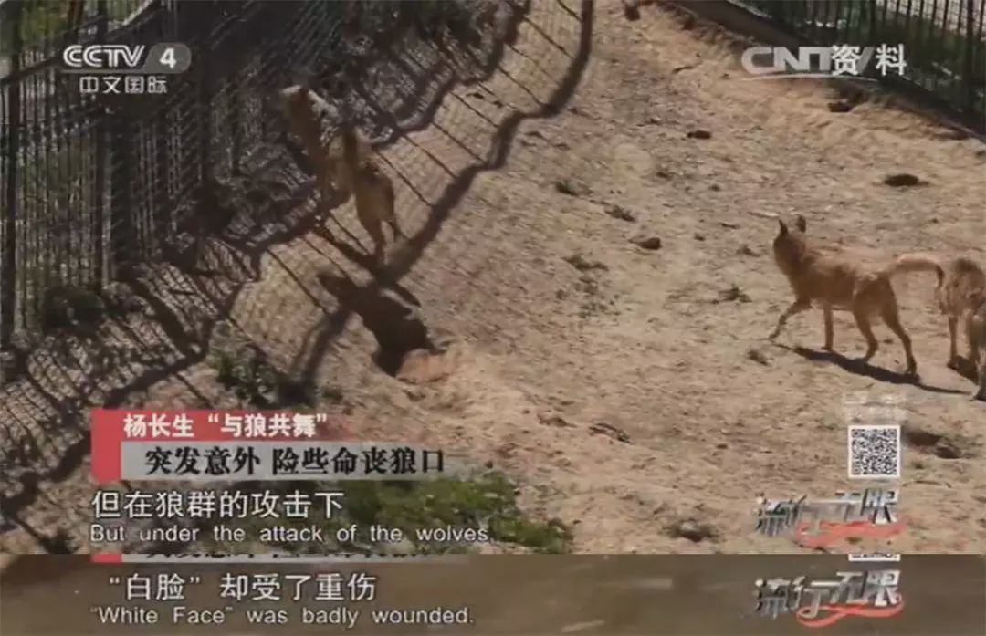 养狼disco：我在*疆新**，把狼养成了哈士奇