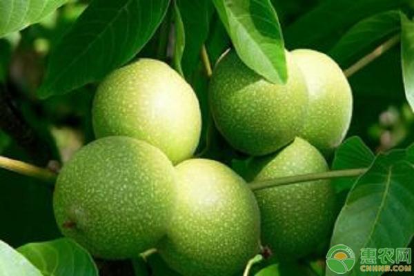 怎么用核桃种植核桃苗,怎样才能用核桃种出核桃树苗