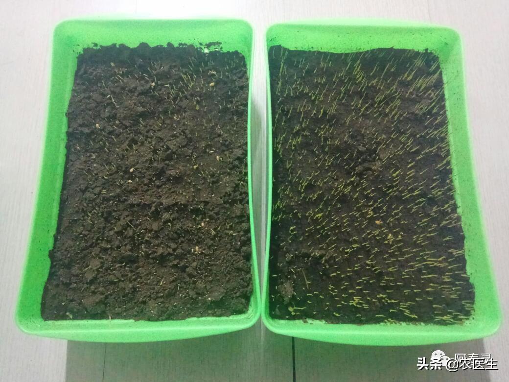 水稻苗床最怕的一种病害立枯病,水稻育秧病害防治