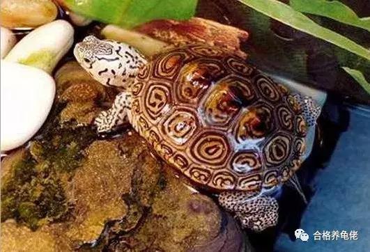 龟最大的天敌是谁,龟是清道夫的天敌吗