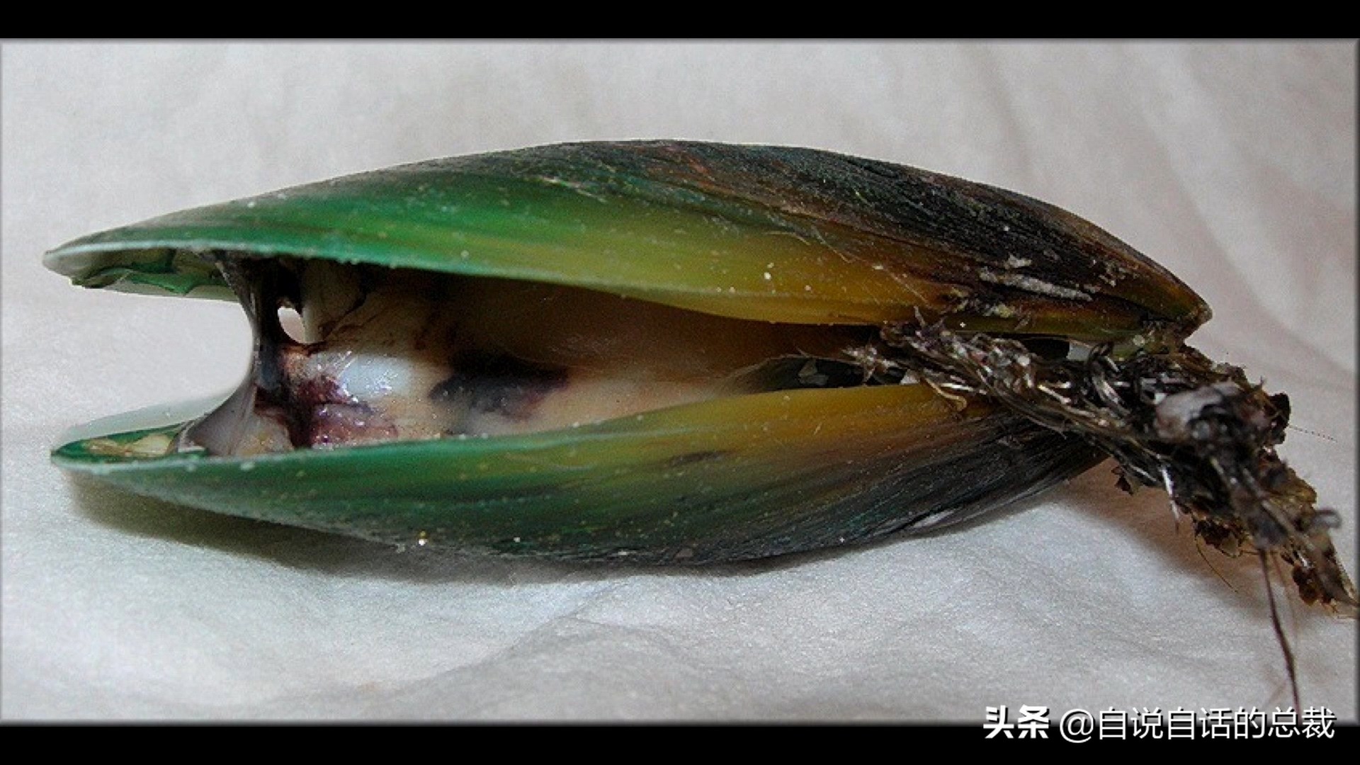 蛏子与小人蚬的区别,贻贝蛤蜊有什么区别