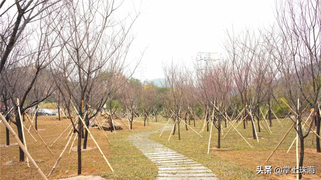 珠海春节游玩的地方有哪些,春节珠海旅游最佳攻略