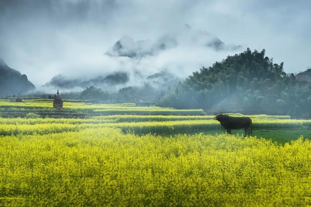 安徽春天美丽的视频,安徽美丽的春天