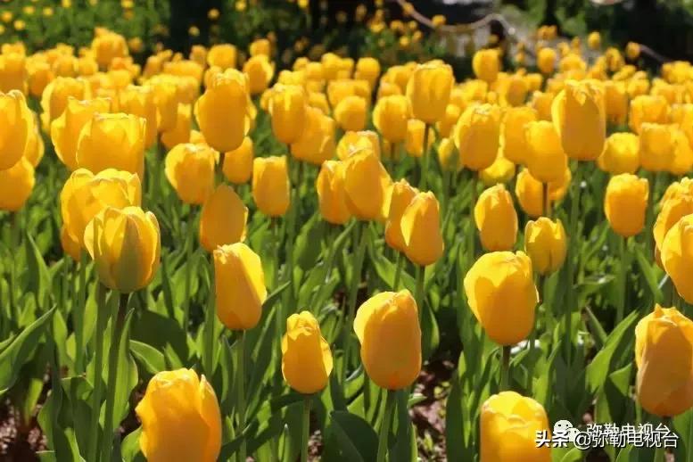 太热闹!弥勒花海、人海、车海、舞海...这些人上镜了!