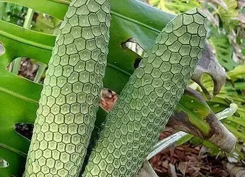 世界公认十大降血糖水果,世界十大罕见水果排行