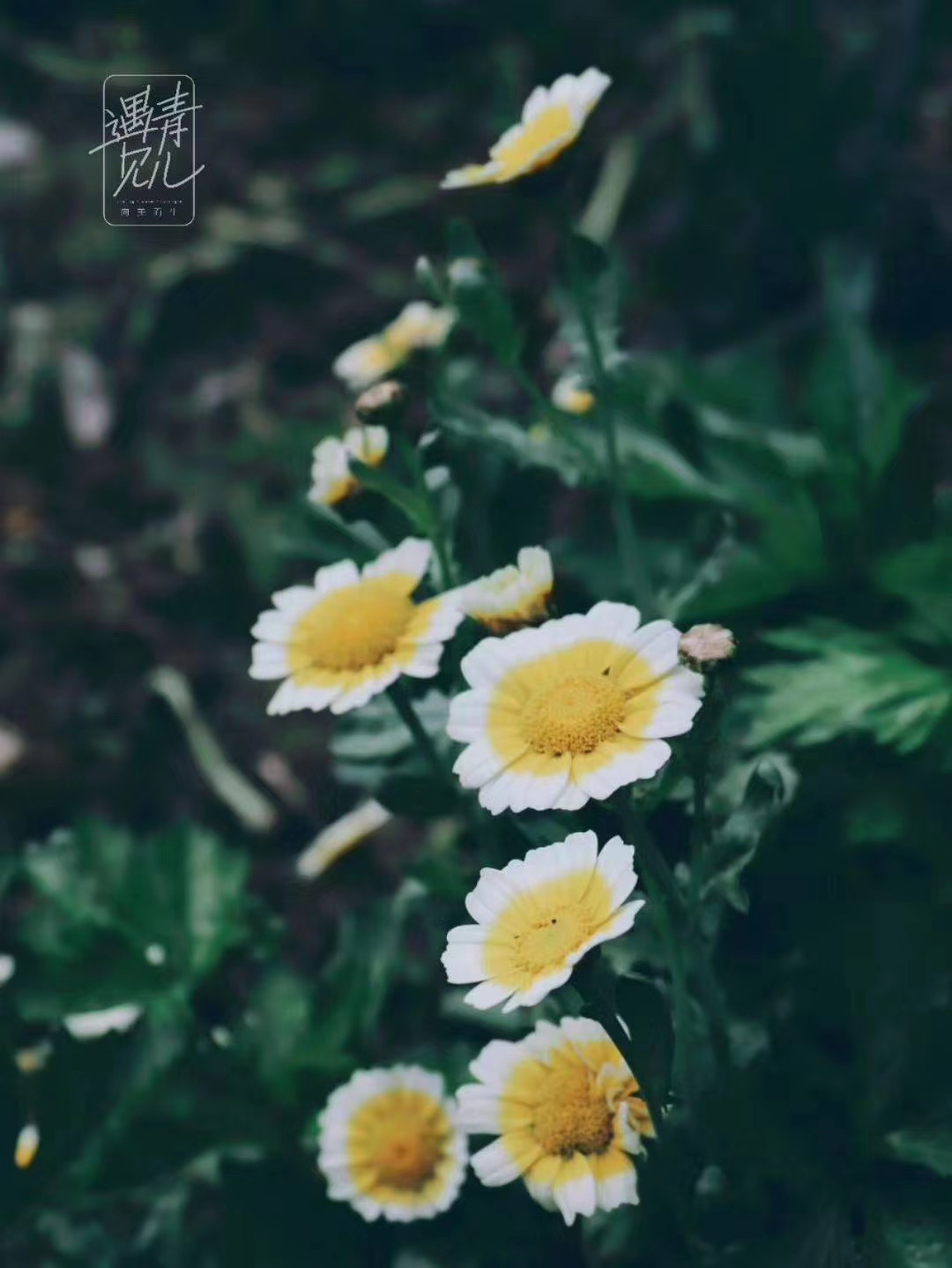 小艾,是我静谧深处最真的爱