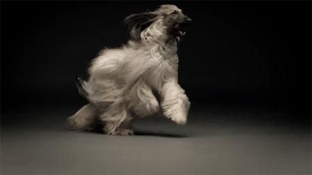 哈士奇在狗界的排名,最有服从性的狗哈士奇排行榜