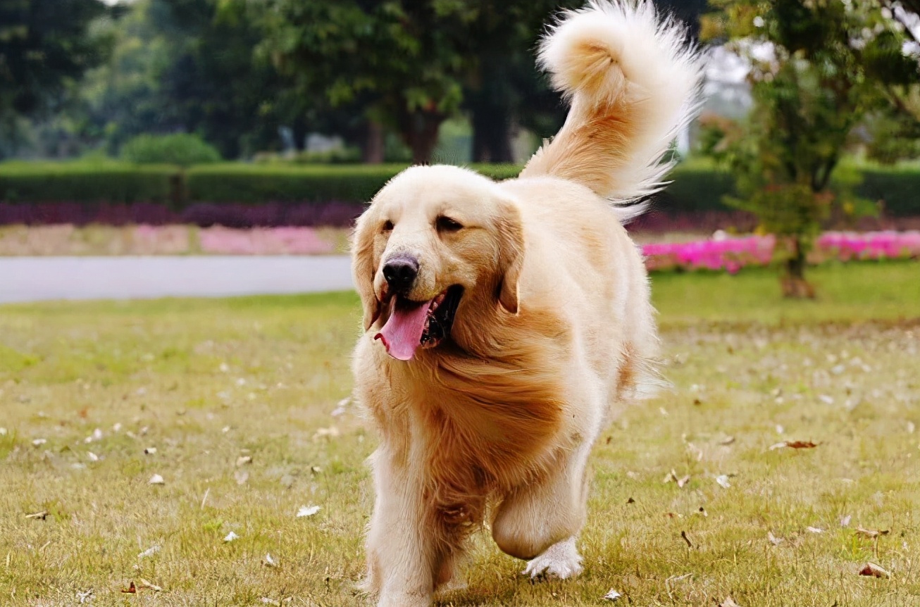 新手养狗养金毛,养狗我劝你不要选雪纳瑞英文