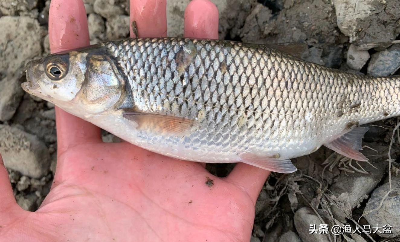 舌尖上的中国北渡鱼视频,瓦氏雅罗鱼正宗做法