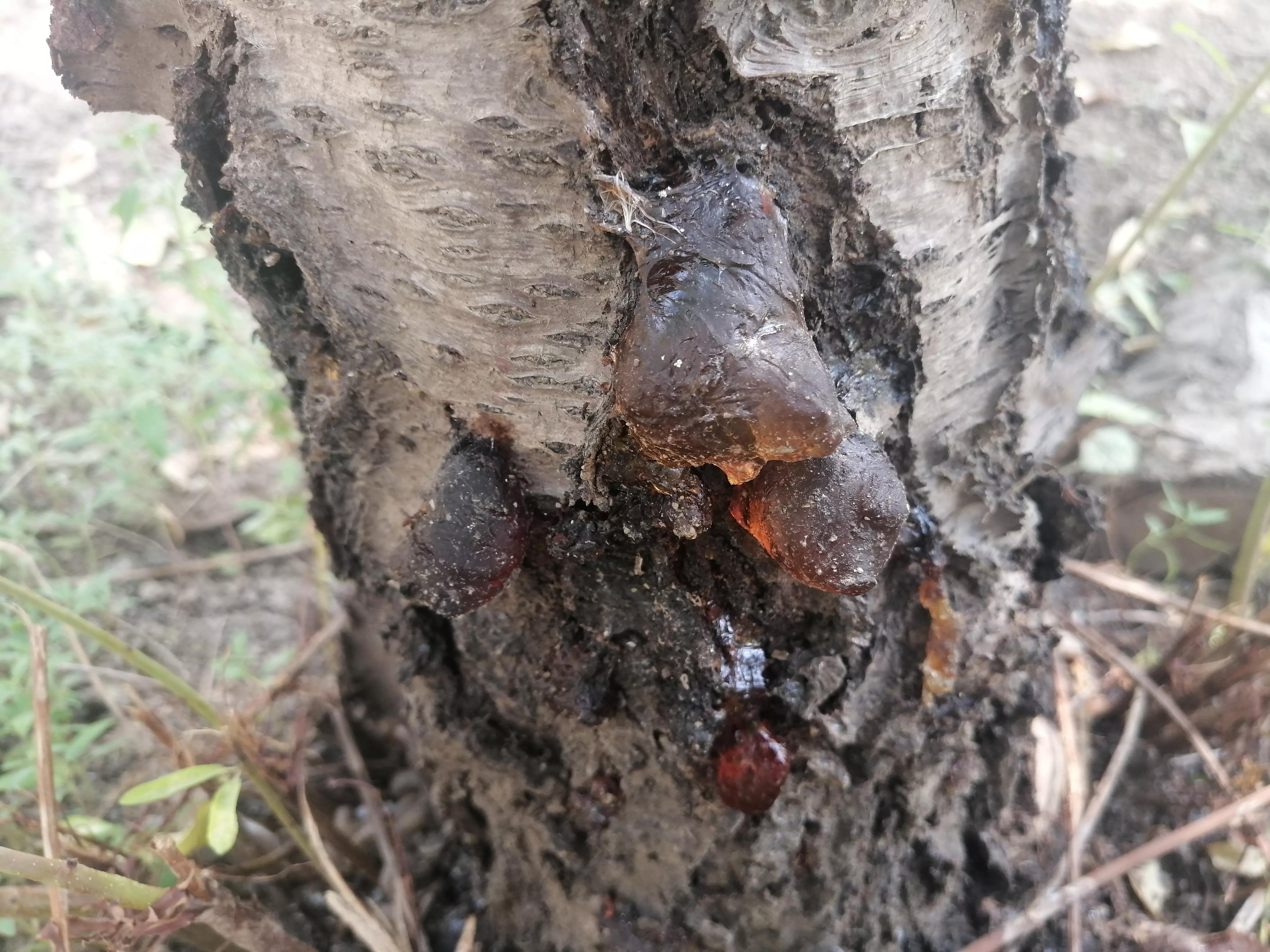 桃胶采摘多少钱,桃胶采摘过程