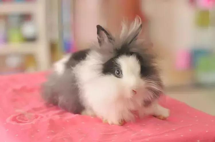 小白兔子拉肚子怎么办,兔子拉肚子怎么判断