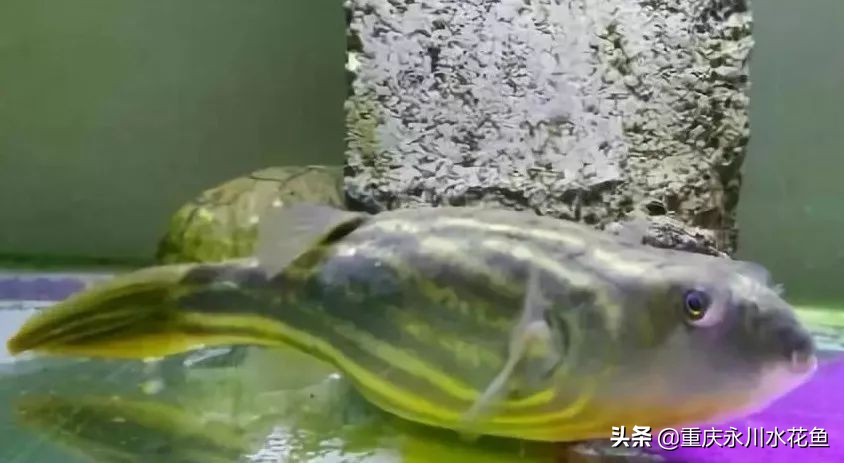 十大最好看的观赏鱼,观赏鱼100种形态