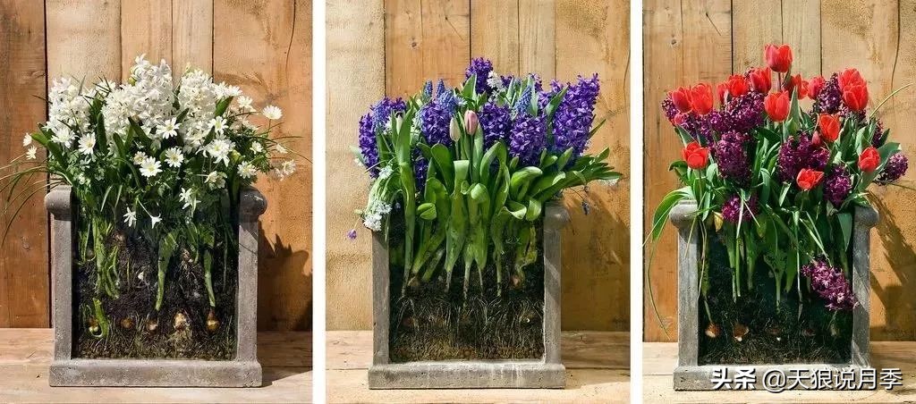 狼家球根怎么样,狼家球根上市了吗