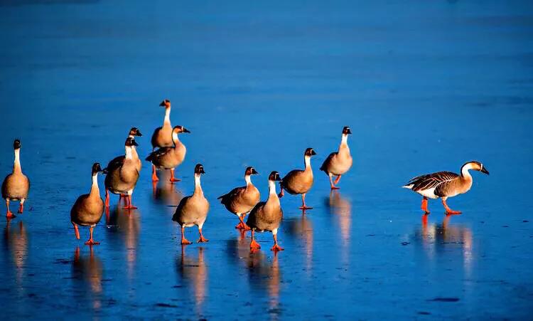 大雁属于杂食性的水禽,大雁最大品种