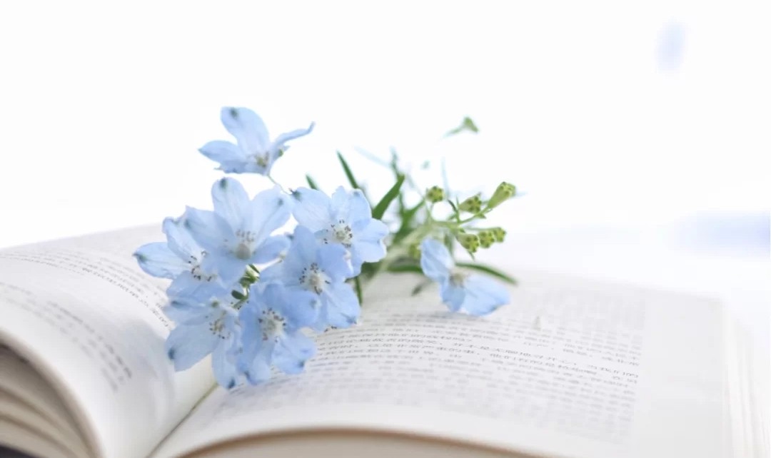 蓝色花花花语,花语是我喜欢你的花