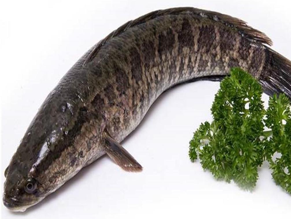 祛体内湿毒的最好最快的方法,如何祛湿毒最好的方法