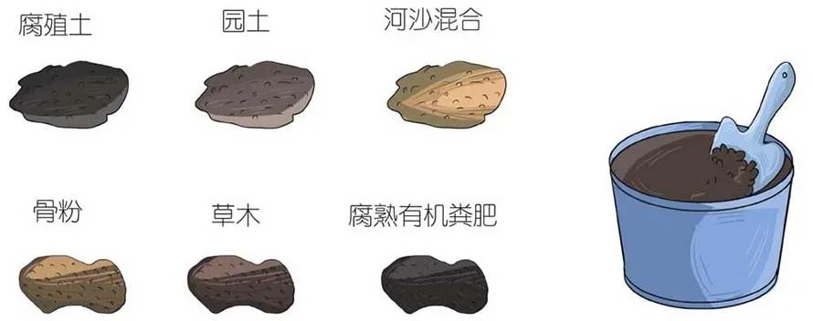 火龙果侧芽扦插繁殖方法,火龙果选取啥样的枝条扦插