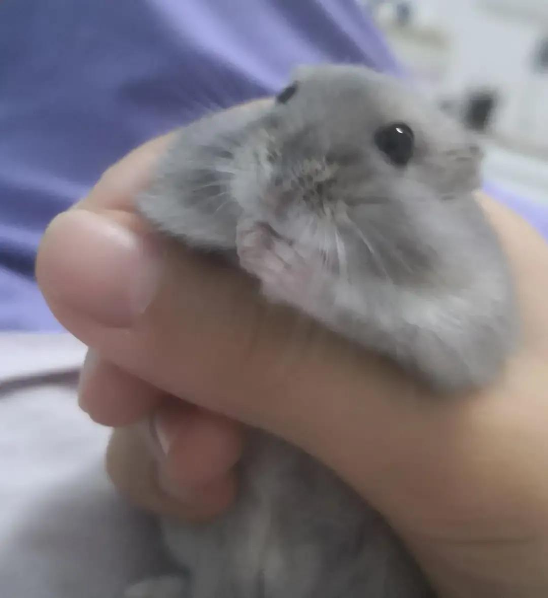 穷人学生党怎么养仓鼠,学生党养仓鼠怎么最省钱