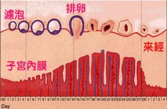 有关子宫的故事书,子宫病变的故事