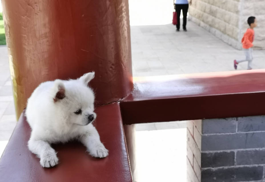 德福，不是人，是只狗！