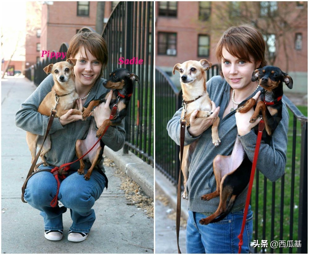 各大明星都养什么狗,公认最好养的十种狗大型犬