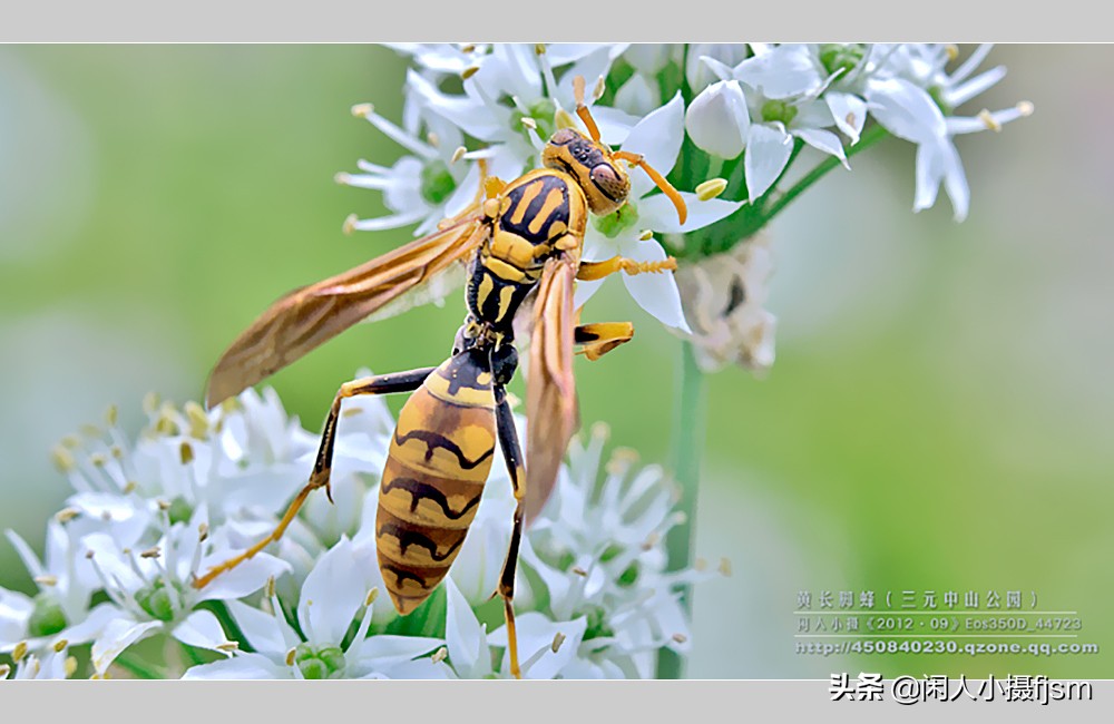 摄影图文：“秋天莫惹胡蜂”,几种常见的胡蜂