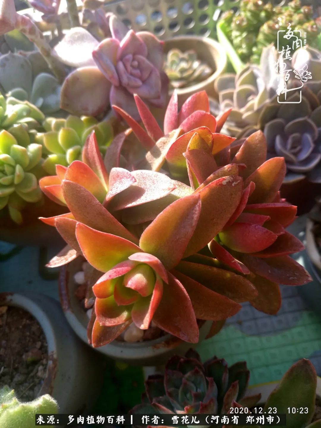 我的多肉乐园,多肉三寸阳台效果图