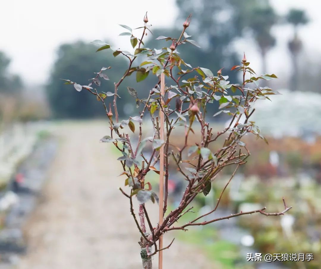 月季偏冠怎么修剪,树月季侧芽怎么补救