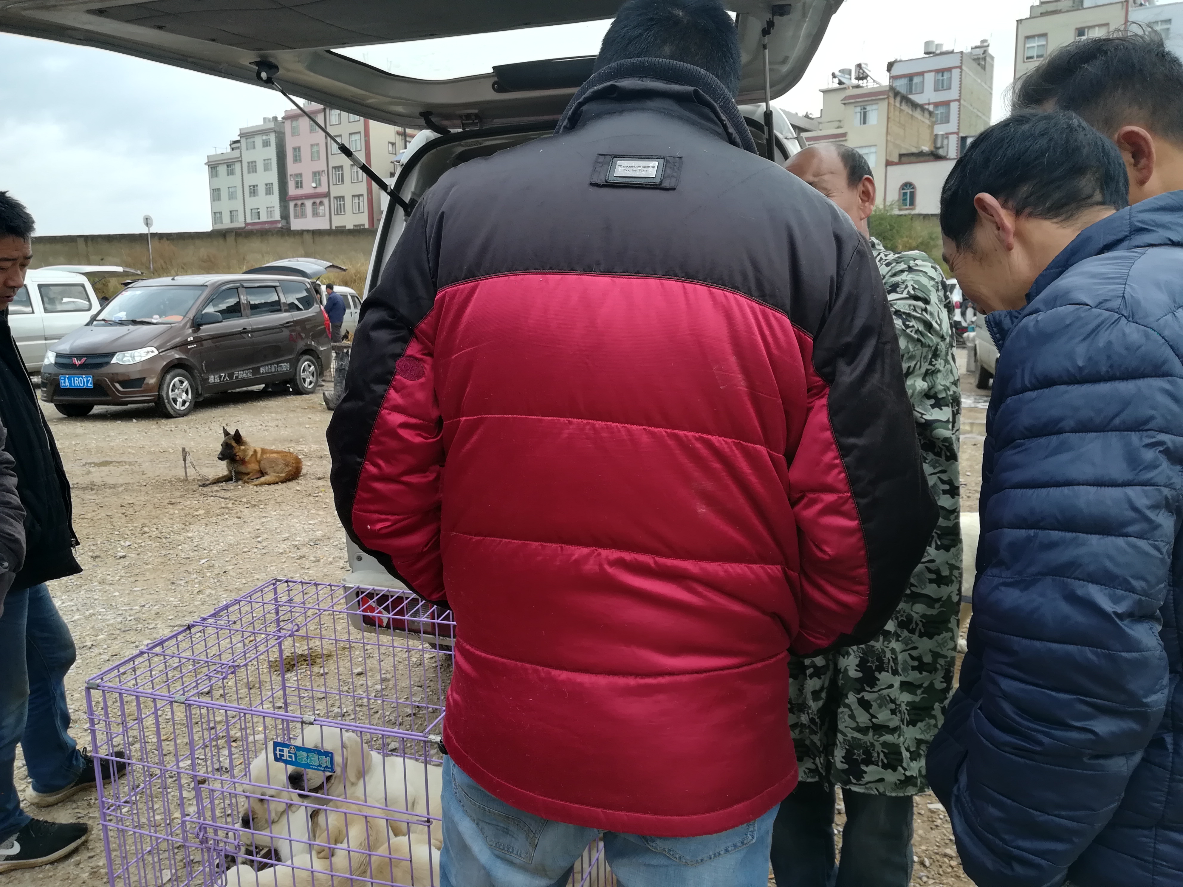 拉布拉多犬幼犬出售100元内,拉布拉多幼犬出售200元同城