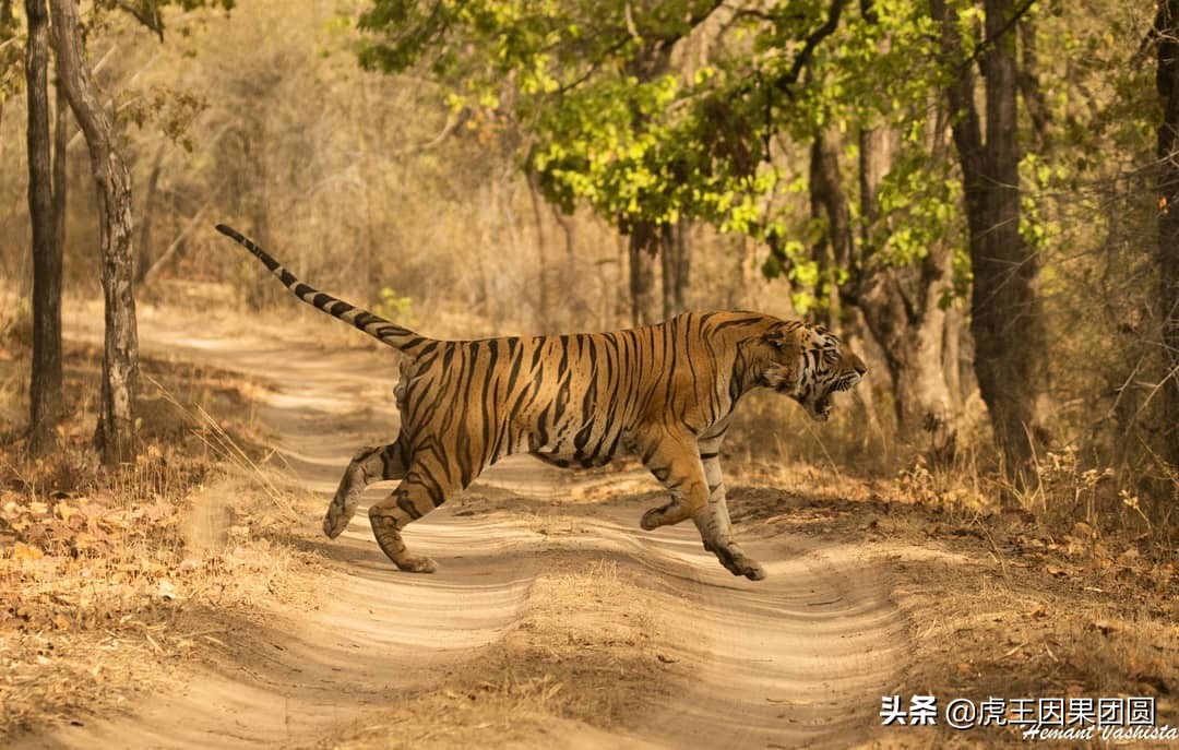 巴梅拉雄虎,传奇虎王战斗视频
