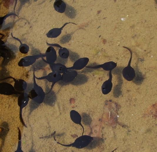 蝌蚪会变成箭毒蛙吗,蝌蚪会成青蛙