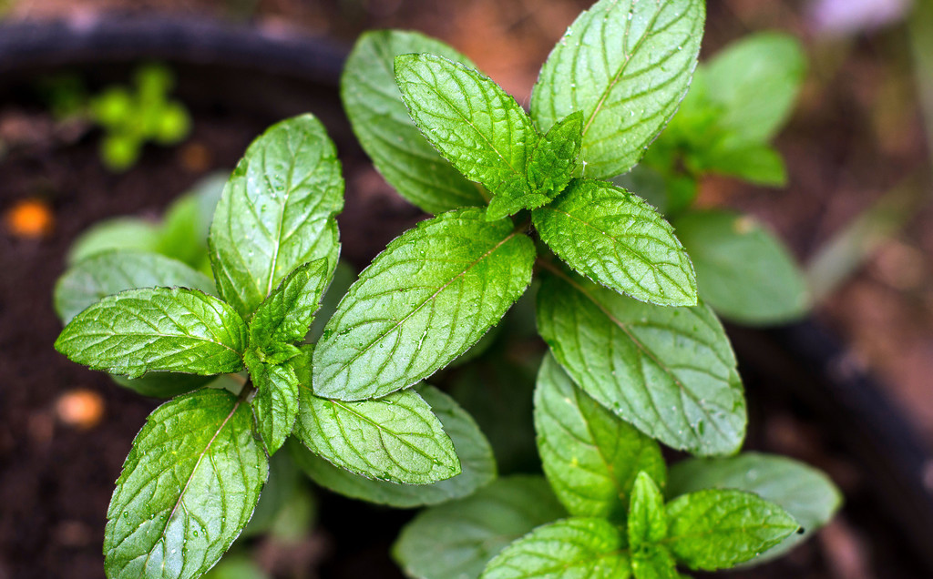 在家种植薄荷的危害,薄荷种植在家可以驱蚊吗