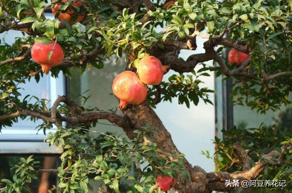 什么品种石榴果实红彤彤的,盆栽石榴的种植方法和技术图片