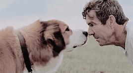 一晚毒杀19条狗狗,毒杀大批狗狗事件