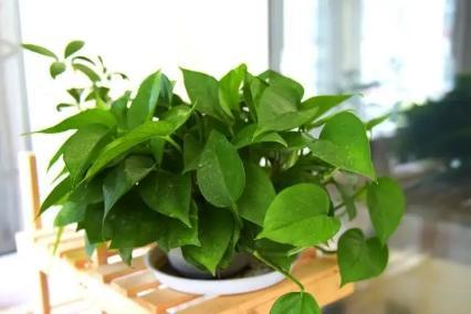 夏天绿萝叶子突然发黄怎么办,绿萝夏天两个月不在家怎么浇水