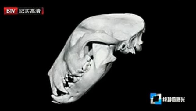 人类对狗的伤害,人类对狗的迷惑行为